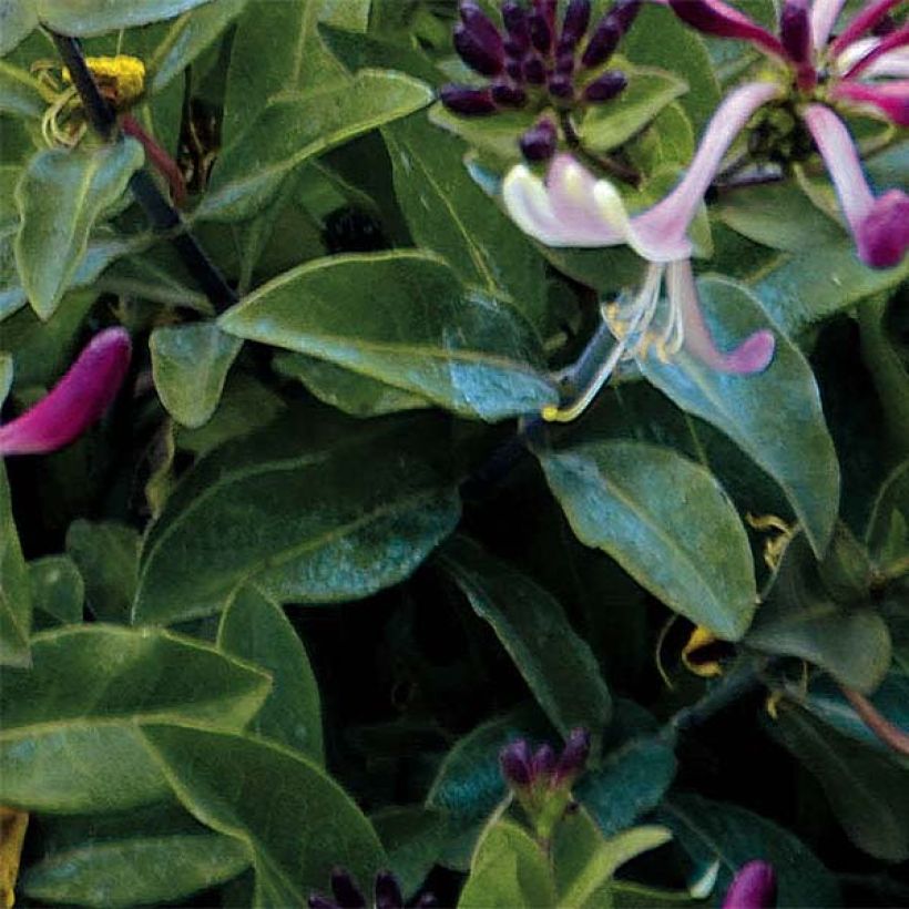 Lonicera periclymenum Chic et Choc - Wald-Geißschlinge (Foliage)