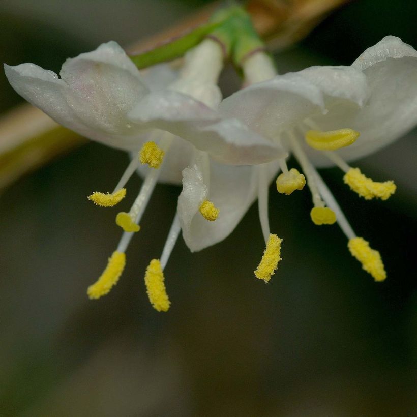Lonicera fragrantissima - Wohlriechende Heckenkirsche (Flowering)