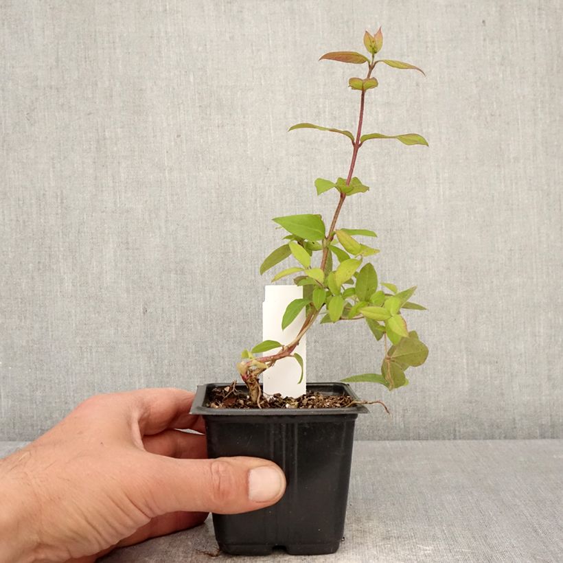 Exemplar von Lonicera fragrantissima - Wohlriechende Heckenkirsche Kleine Töpfe von 8/9 cm wie im Frühjahr geliefert