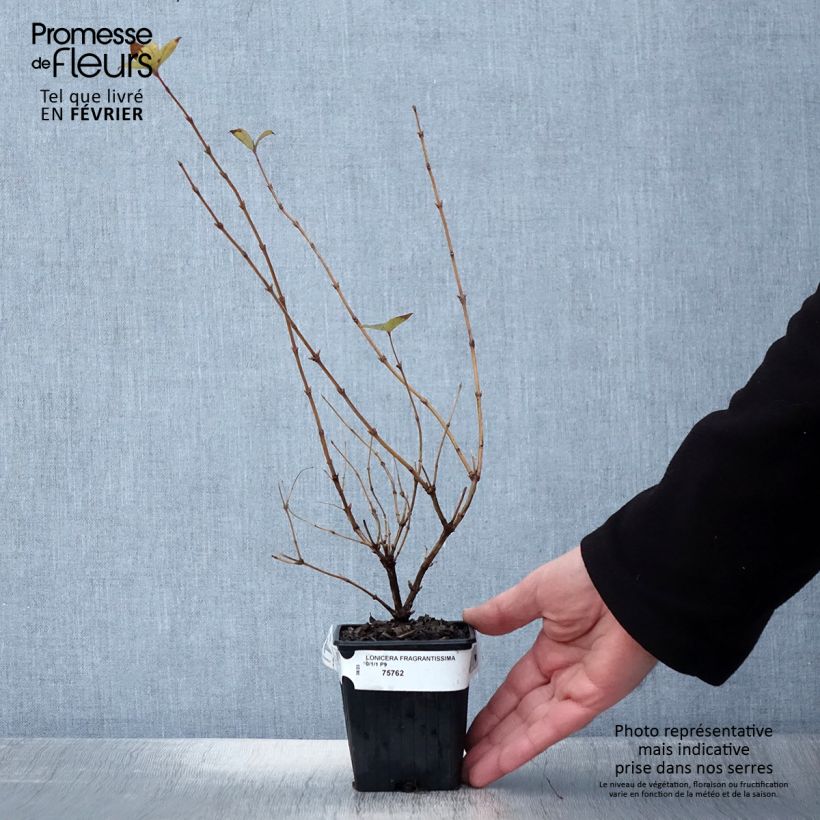 Example of Lonicera fragrantissima - Wohlriechende Heckenkirsche Kleine Töpfe von 8/9 cm as you get in hiver