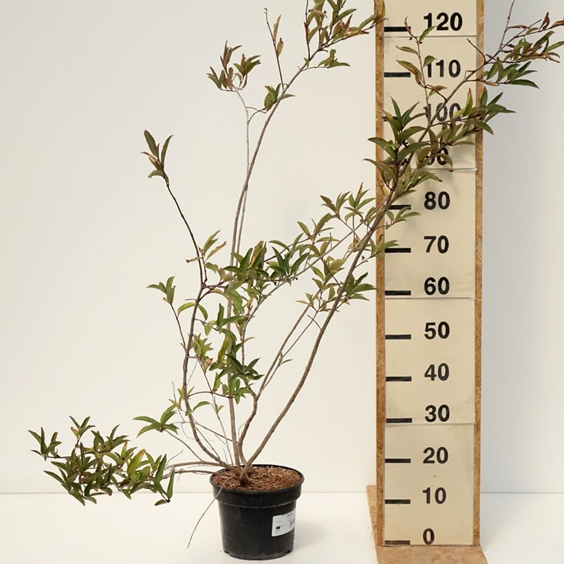 Exemplar von Lonicera involucrata var. ledebourii - Geißblatt Topf mit 4L/5L wie im Sommer geliefert