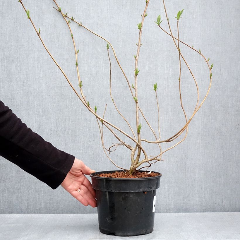 Example of Lonicera involucrata var. ledebourii - Geißblatt Topf mit 4L/5L as you get in printemps