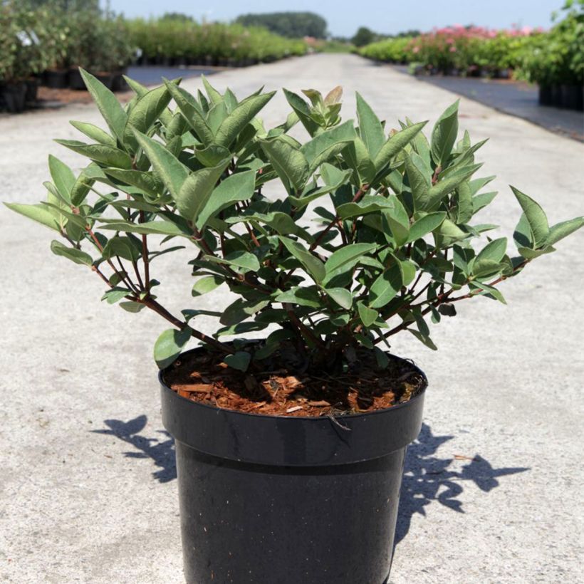 Heckenkirsche Blue Velvet - Lonicera kamtschatica (Wuchs)