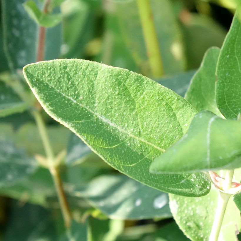Heckenkirsche Kalinka - Lonicera kamtschatica (Foliage)