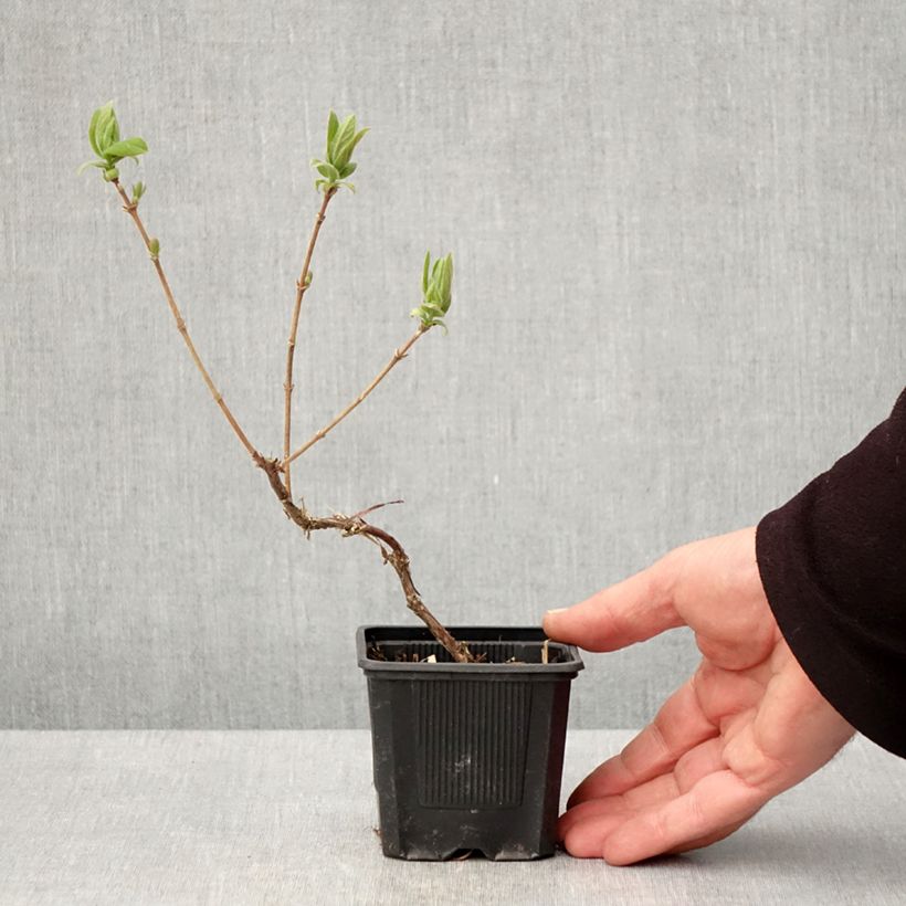 Exemplar von Heckenkirsche Kiev - Lonicera kamtschatica Kleine Töpfe von 8/9 cm, Strauch wie im Frühjahr geliefert