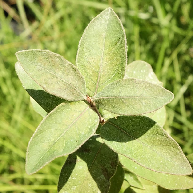 Heckenkirsche Kiev - Lonicera kamtschatica (Laub)