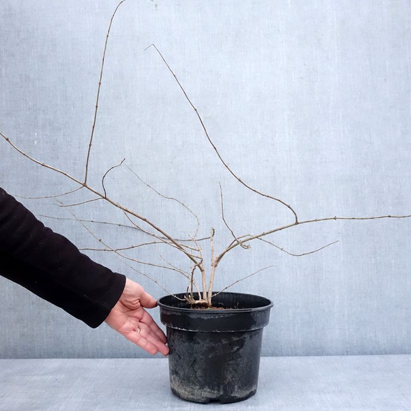 Exemplar von Lonicera maackii - Chèvrefeuille de Maack Pot de 4L/5L wie im Winter geliefert
