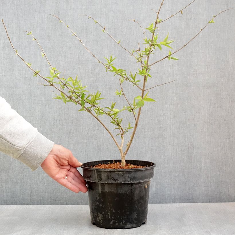 Exemplar von Lonicera maackii - Schirm-Heckenkirsche Topf mit 4L/5L wie im Frühjahr geliefert