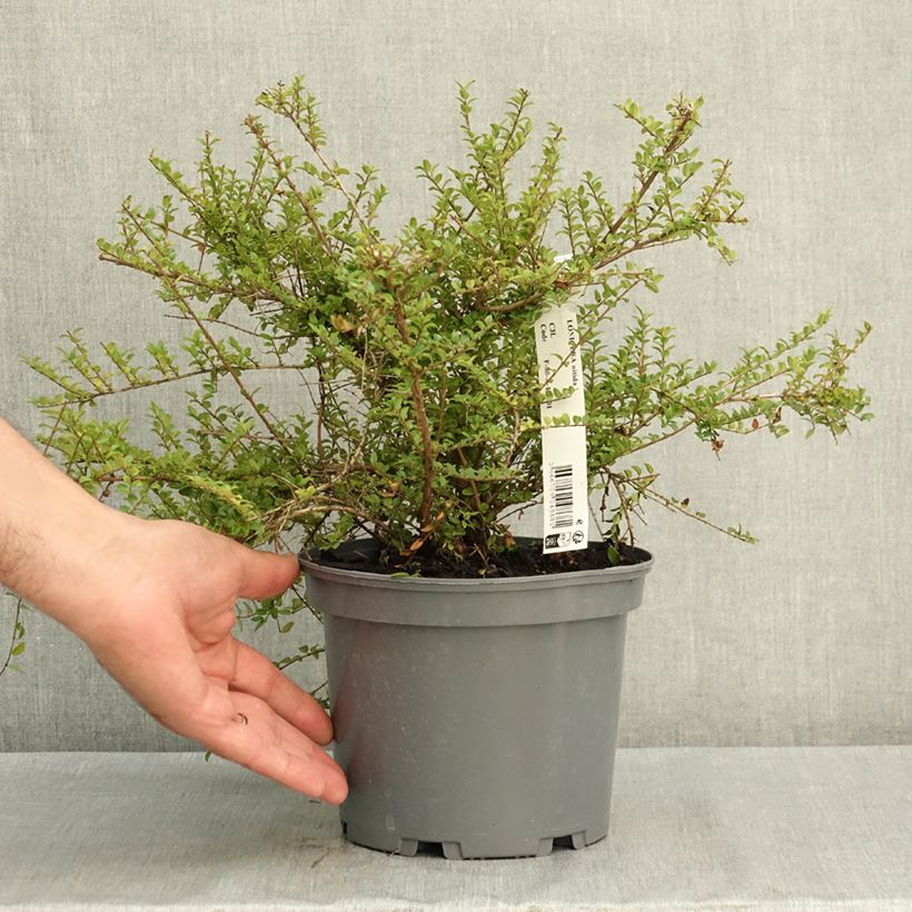 Exemplar von Lonicera nitida - Heckenmyrte Topf mit 3L/4L wie im Sommer geliefert