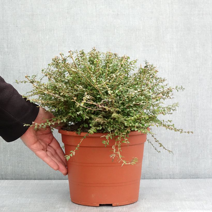 Exemplar von Lonicera nitida - Heckenmyrte Topf mit 3L/4L wie im Winter geliefert