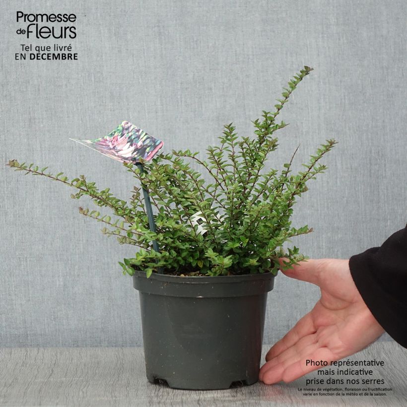 Exemplar von Lonicera nitida Garden Clouds Purple Storm - Chèvrefeuille arbustif Pot de 2L/3L wie im Herbst geliefert