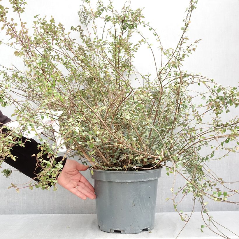 Exemplar von Lonicera nitida Purple Storm - Heckenmyrte Topf mit 7,5L/10L wie im Herbst geliefert