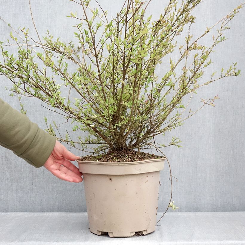 Example of Lonicera nitida Purple Storm - Heckenmyrte Topf mit 7,5L/10L as you get in hiver