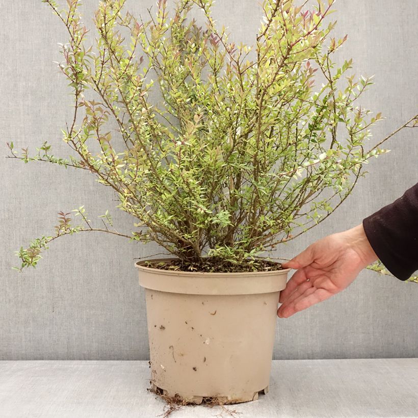 Exemplar von Lonicera nitida Purple Storm - Heckenmyrte Topf mit 7,5L/10L wie im Frühjahr geliefert