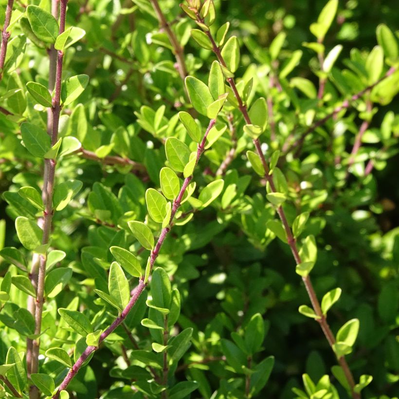 Lonicera nitida Hohenheimer Findling - Heckenmyrte (Blüte)