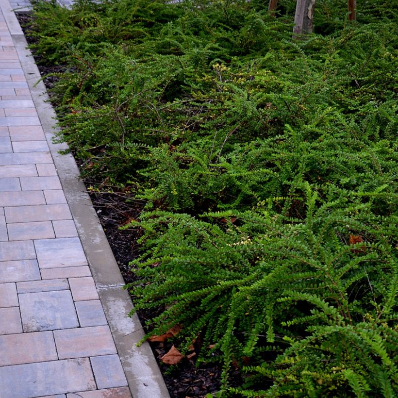 Lonicera nitida Hohenheimer Findling - Heckenmyrte (Plant habit)