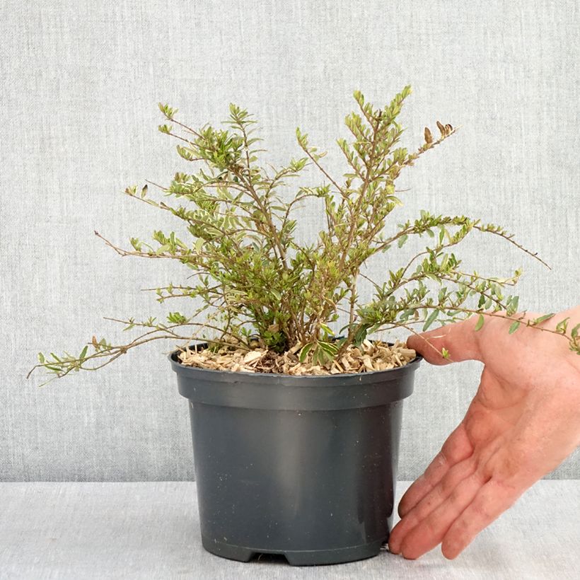 Example of Lonicera nitida Twiggy - Heckenmyrte Topf mit 2L/3L as you get in printemps