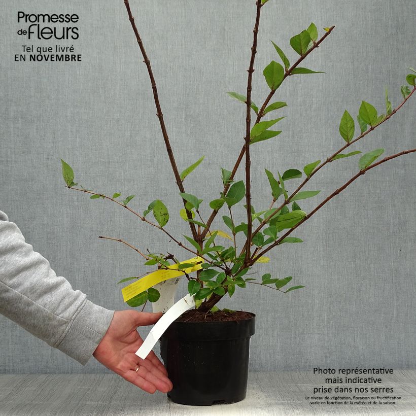 Exemplar von Lonicera purpusii Winter Beauty - Winter-Heckenkirsche Topf mit 2L/3L wie im Herbst geliefert