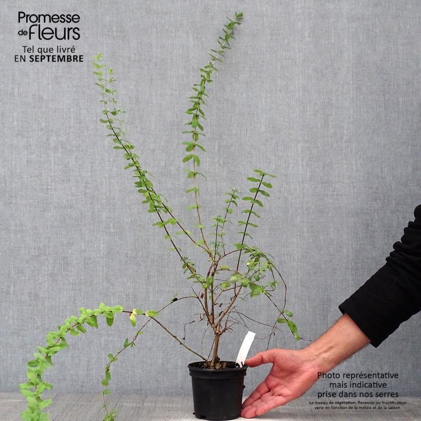 Exemplar von Lonicera syringantha - Heckenkirsche Topf mit 1L/1,5L wie im Herbst geliefert