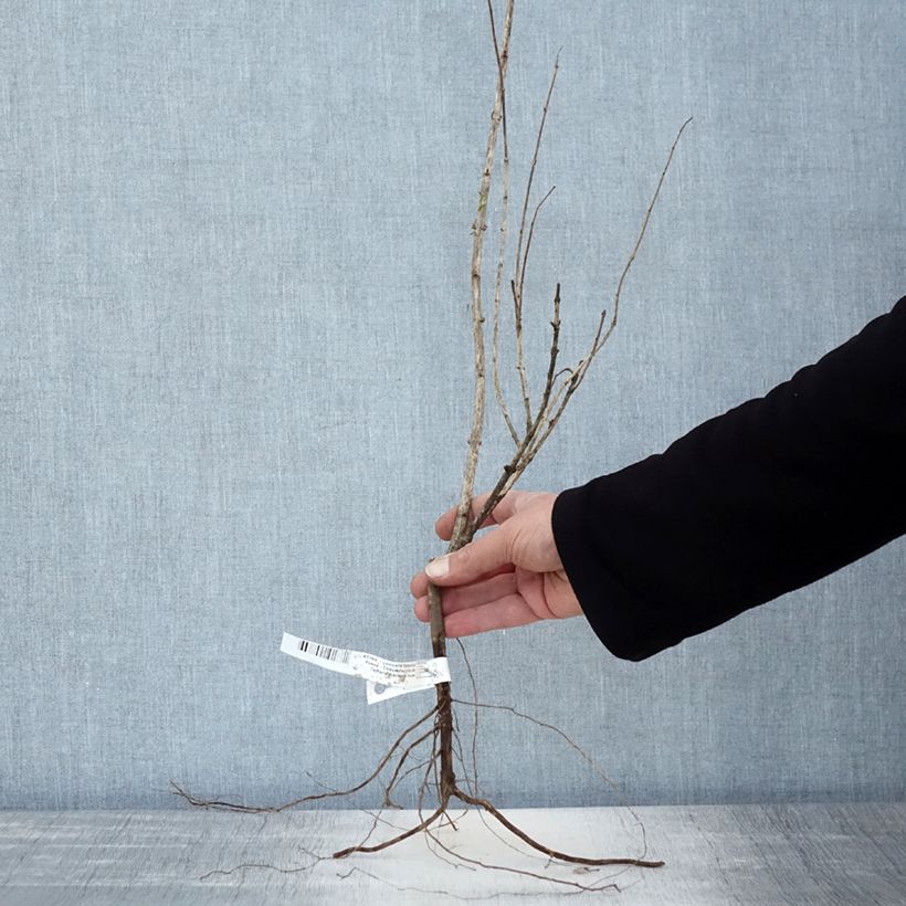 Exemplar von Lonicera tatarica Rosea - Tatarische Heckenkirsche Wurzelnackt wie im Winter geliefert