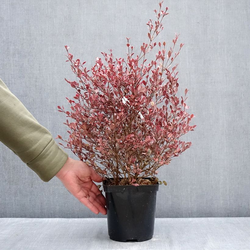 Example of Lophomyrtus Golden dragon Topf mit 3L/4L as you get in hiver