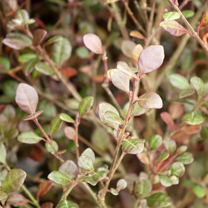 Lophomyrtus Red dragon (Foliage)