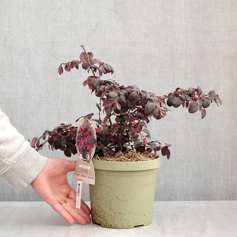 Example of Loropetalum chinense Black Pearl - Riemenblüte Topf mit 3L/4L as you get in hiver