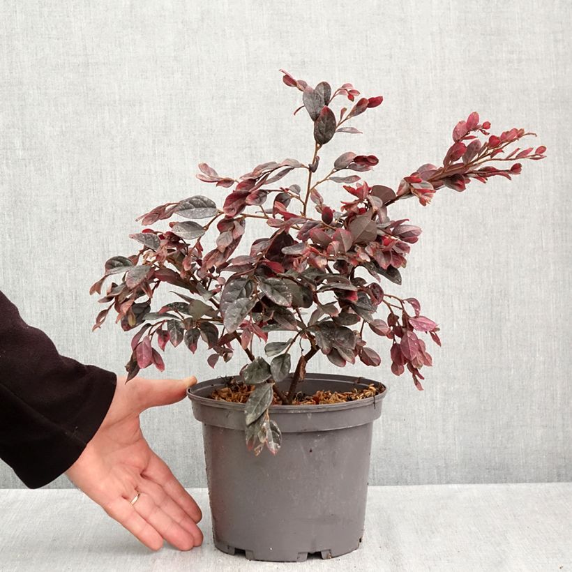 Exemplar von Loropetalum chinense Ever Red - Riemenblüte Topf mit 3L/4L wie im Herbst geliefert