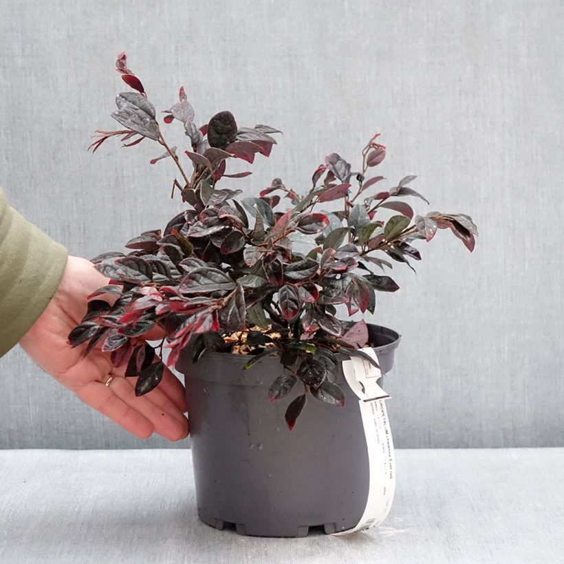 Exemplar von Loropetalum chinense Ever Red - Riemenblüte Topf mit 3L/4L wie im Winter geliefert