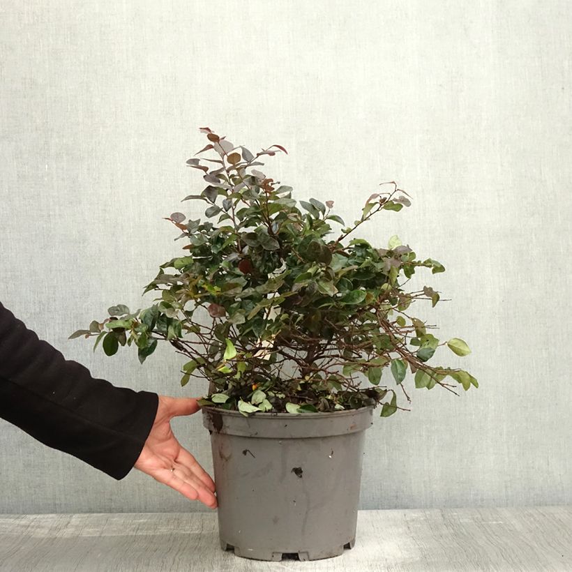 Exemplar von Loropetalum chinense Ever Red Pot de 7,5L/10L wie im Herbst geliefert