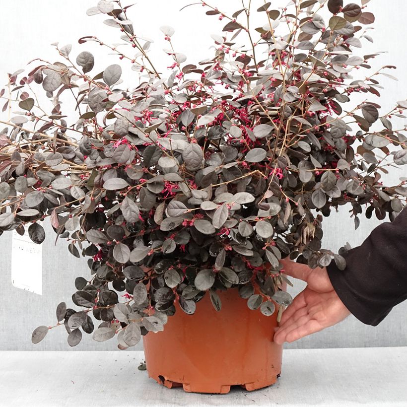 Exemplar von Loropetalum chinense Ever Red - Riemenblüte Topf mit 7,5L/10L wie im Frühjahr geliefert