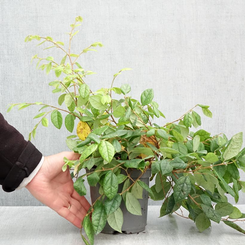 Exemplar von Loropetalum chinense - Riemenblüte Topf mit 2L/3L wie im Herbst geliefert