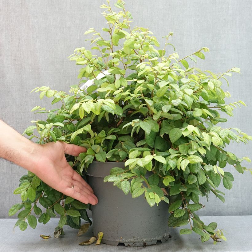 Exemplar von Loropetalum chinense - Riemenblüte Topf mit 7,5L/10L wie im Sommer geliefert