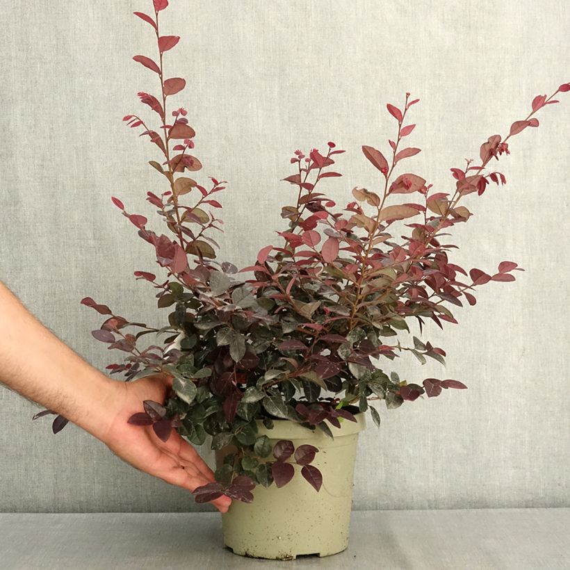 Exemplar von Loropetalum chinense Plum Gorgeous - Riemenblüte Topf mit 3L/4L wie im Sommer geliefert