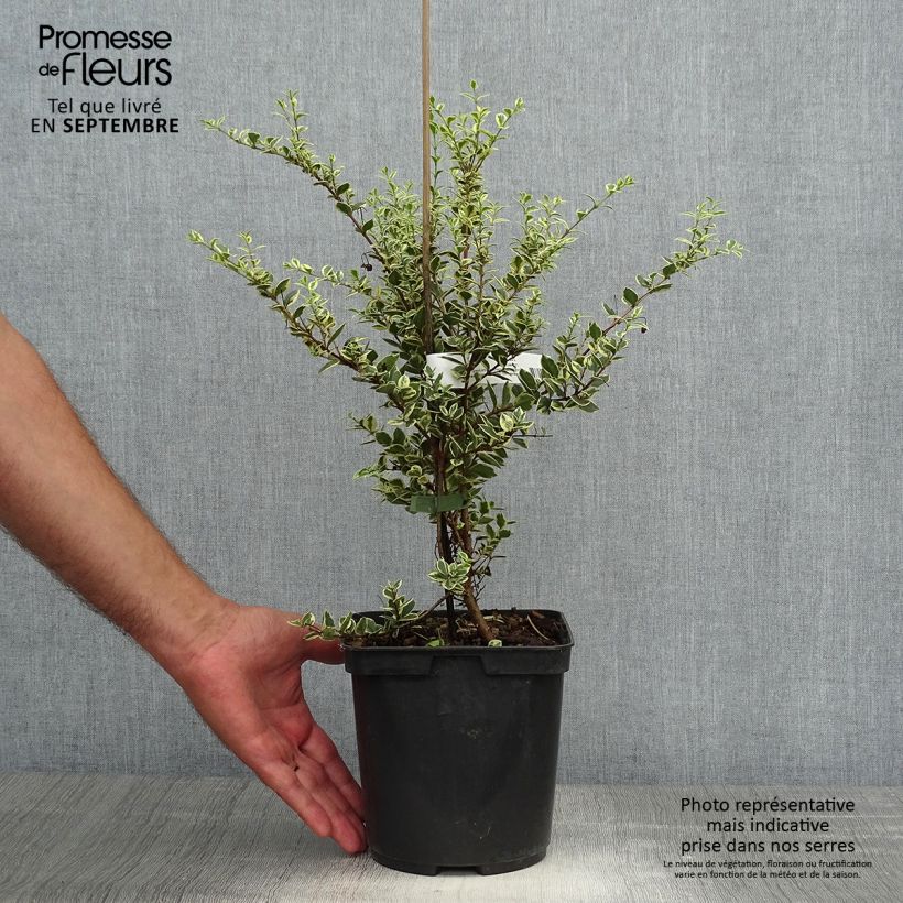 Exemplar von Luma apiculata Glanleam Gold - Chilenische Myrte Topf mit 3L/4L wie im Herbst geliefert