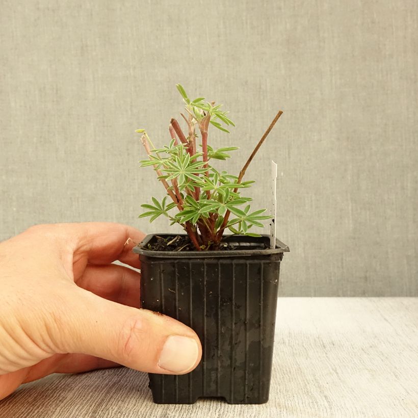Exemplar von Lupin arborescent - Lupinus arboreus Godet de 7/8 cm wie im Herbst geliefert