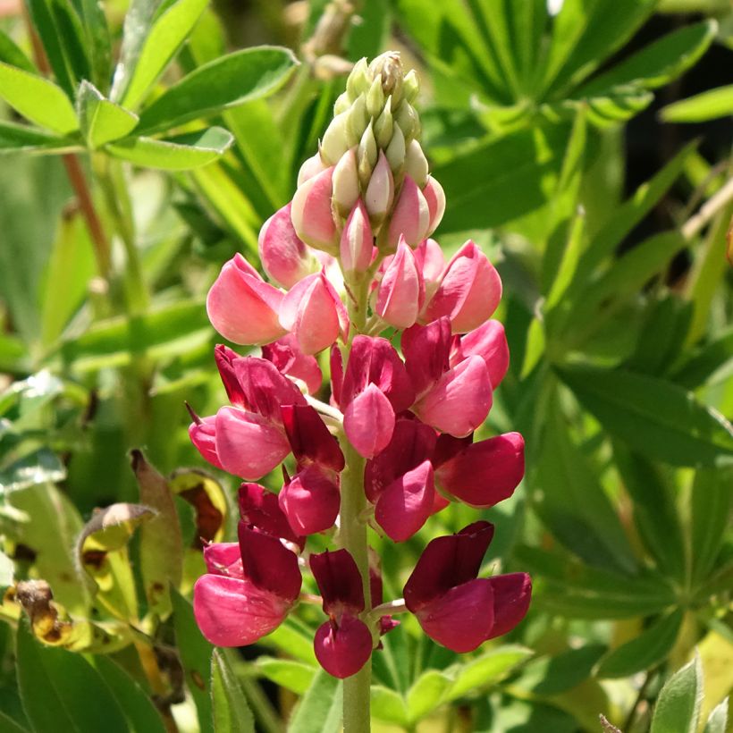 Staudenlupine Gallery Red (Flowering)