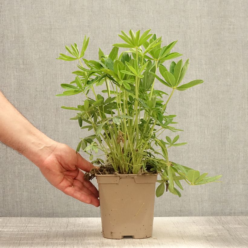 Example of Staudenlupine Chandelier Topf mit 2L/3L as you get in printemps