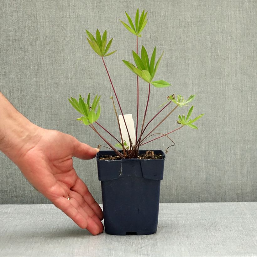 Exemplar von Staudenlupine The Governor Topf mit 2L/3L wie im Frühjahr geliefert