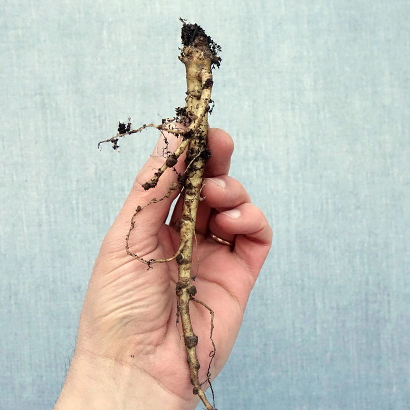 Example of Staudenlupine My Castle Wurzelnackt as you get in hiver