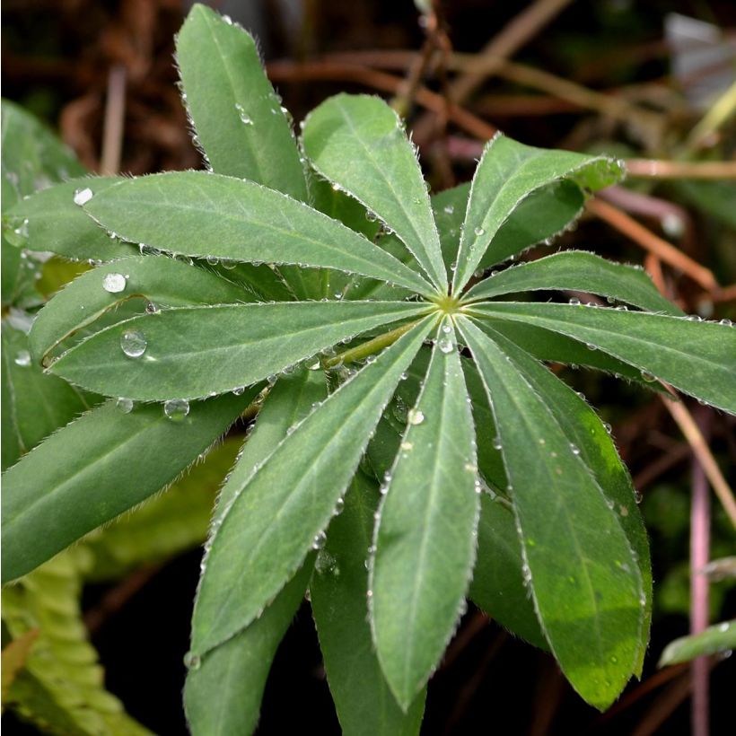 Staudenlupine The Governor (Foliage)