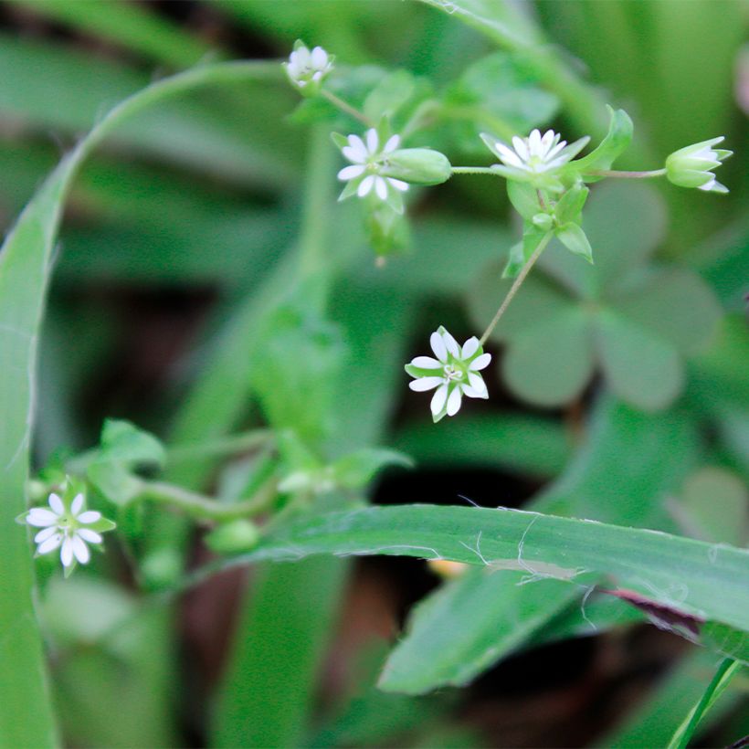 Behaarte Hainsimse - Luzula pilosa (Flowering)