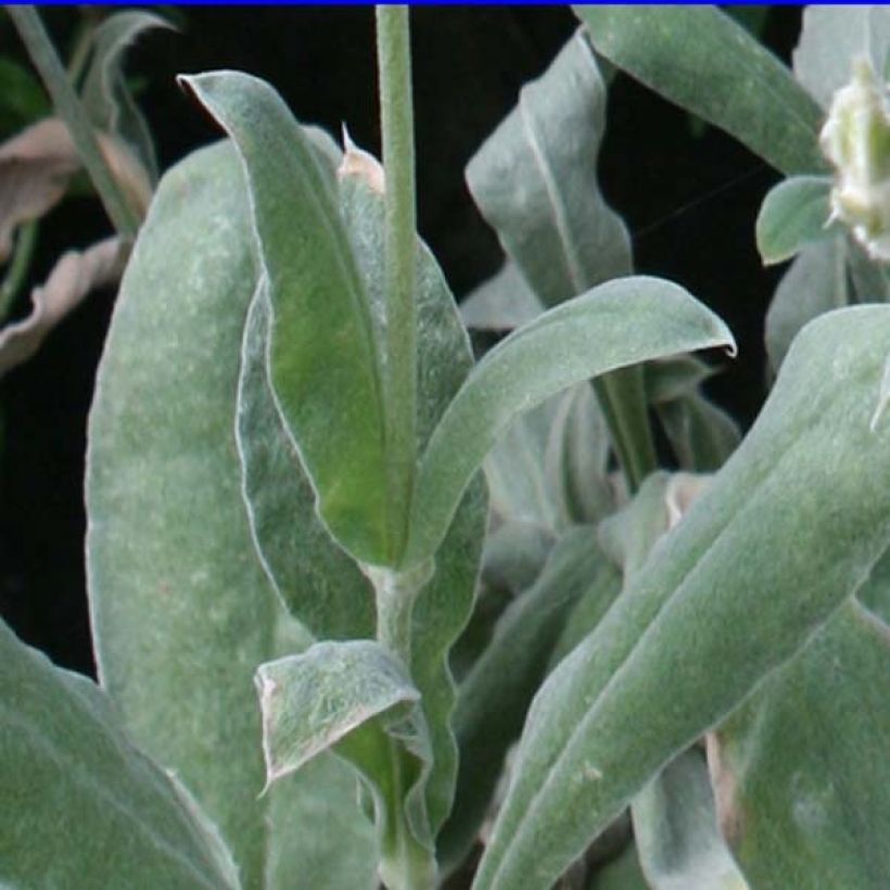 Lychnis coronaria - Kranz-Lichtnelke (Laub)