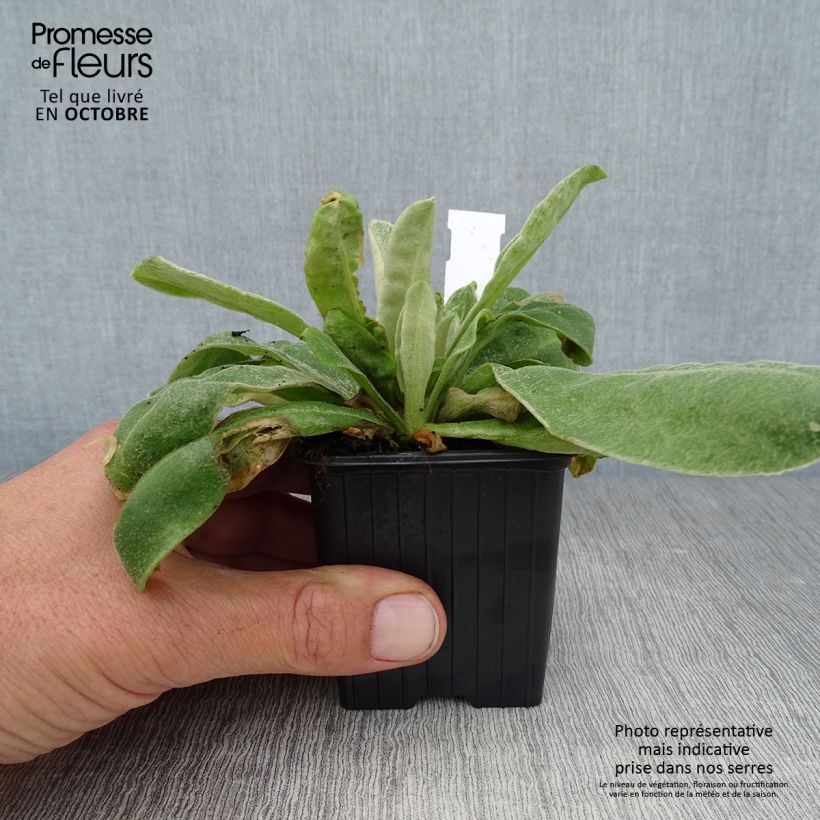 Exemplar von Lychnis coronaria - Kranz-Lichtnelke Kleine Töpfe von 8/9 cm wie im Herbst geliefert