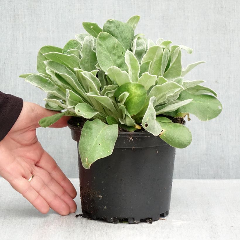 Exemplar von Lychnis coronaria - Kranz-Lichtnelke Topf mit 2L/3L wie im Herbst geliefert