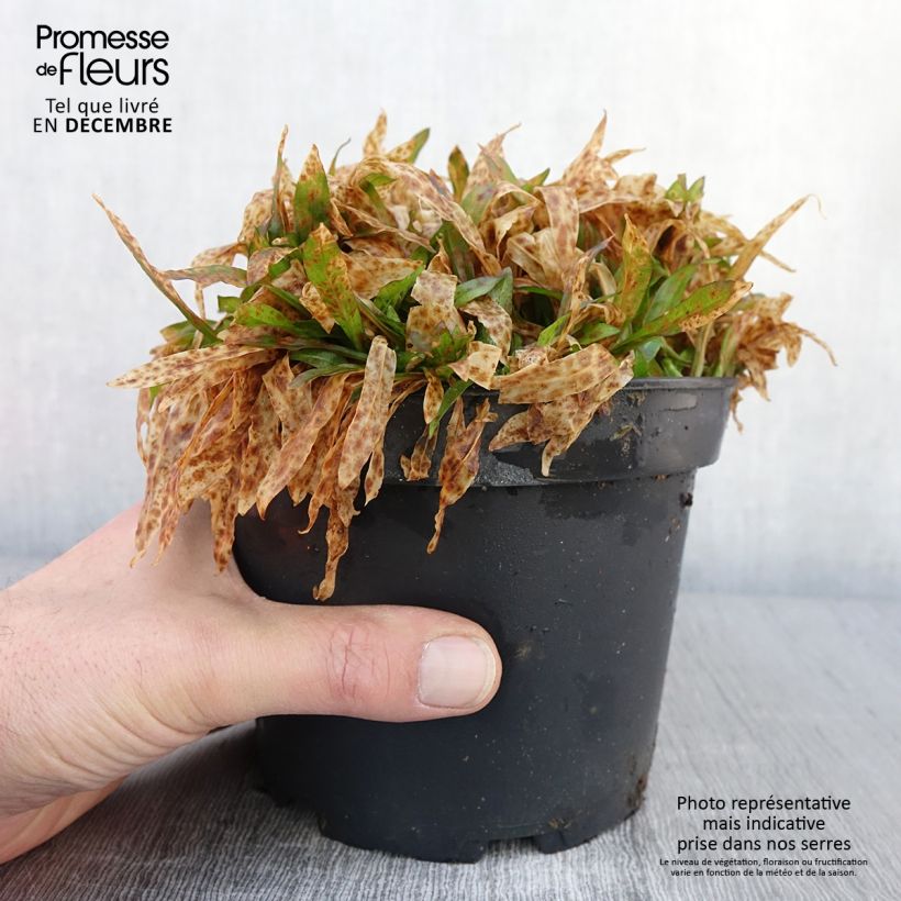 Exemplar von Kuckucks-Lichtnelke Jenny - Lychnis flos-cuculi Topf mit 2L/3L wie im Herbst geliefert