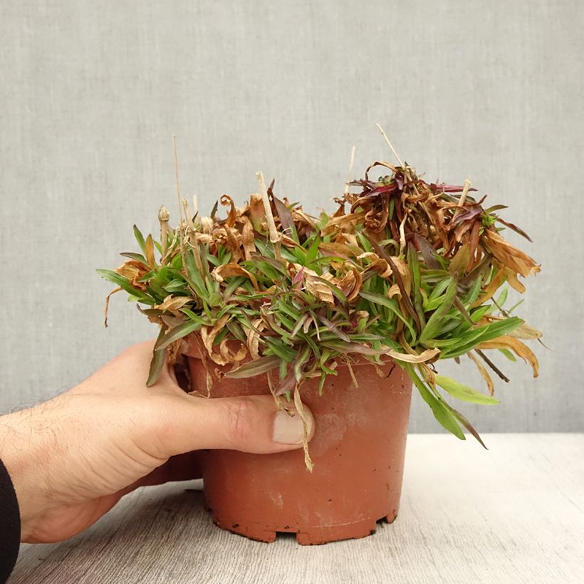 Exemplar von Lychnis flos-cuculi Petit Henri - Oeillet des prés blanc Pot de 1,5L/2L wie im Herbst geliefert