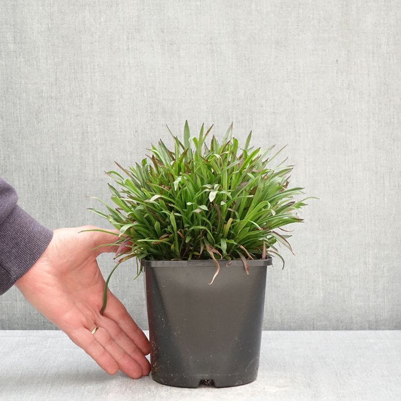 Exemplar von Gewöhnliche Pechnelke Plena - Lychnis viscaria Topf mit 2L/3L wie im Frühjahr geliefert