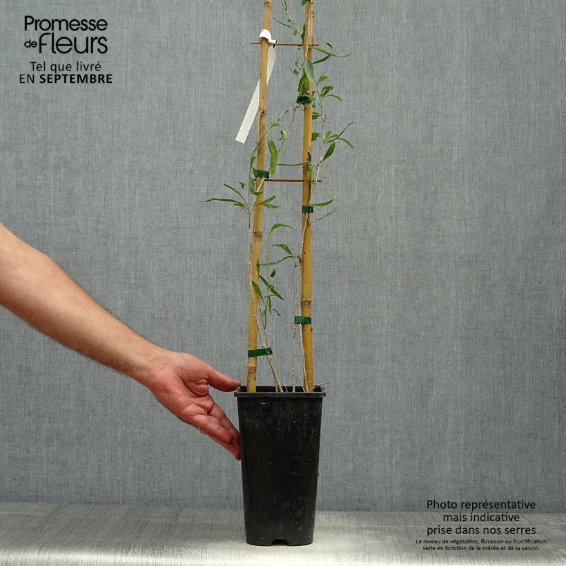 Exemplar von Lycium chinensis - Goji de Chine Pot de 2L/3L wie im Herbst geliefert