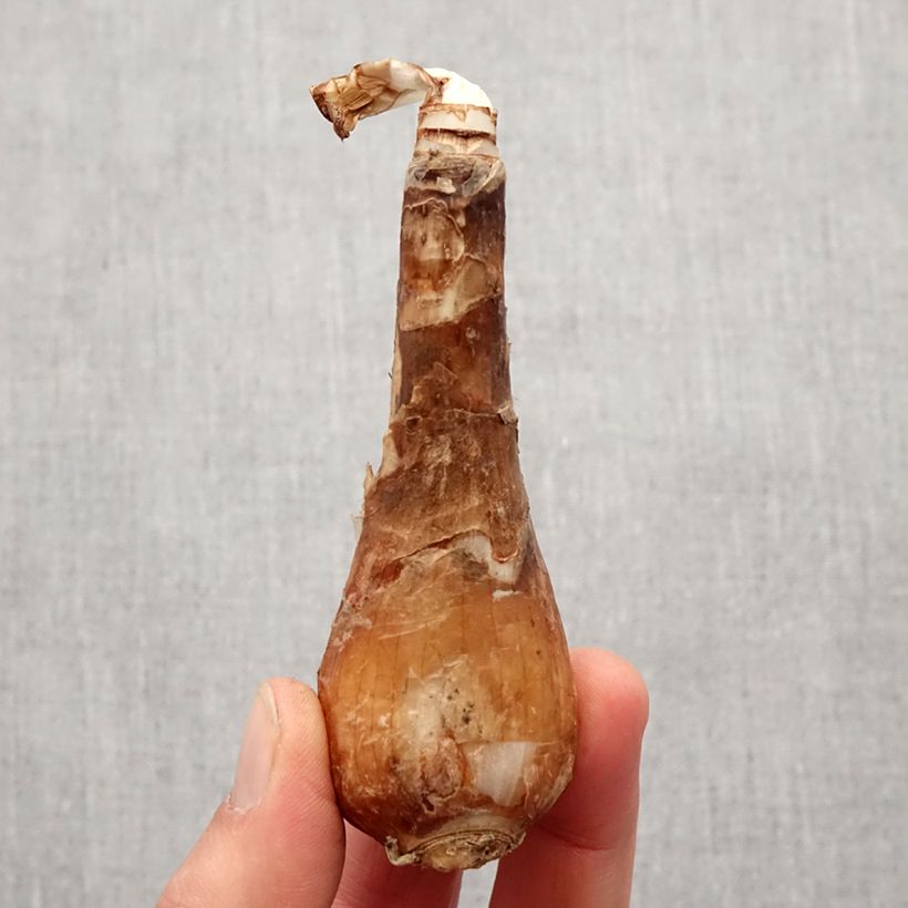 Exemplar von Lycoris aurea - Spinnenlilie Zwiebel Kaliber/Größe I wie im Frühjahr geliefert